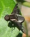Hemipenthes seminigra - photo 3