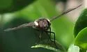 Hemipenthes seminigra - photo 4