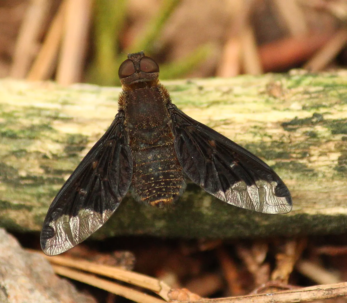 Sinuous Bee Fly - photo 3