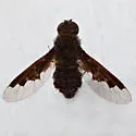 Hemipenthes webberi