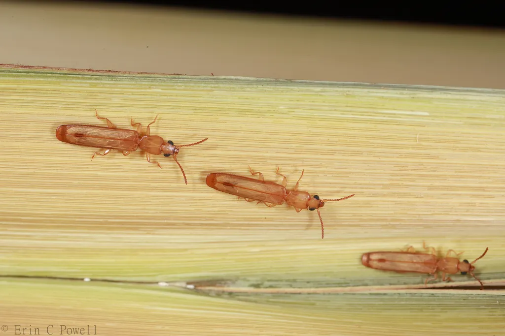 Hemipeplus hemipterus - photo 2