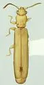 Hemipeplus marginipennis - Hemipeplus marginipennis