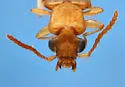 Hemipeplus marginipennis - photo 4