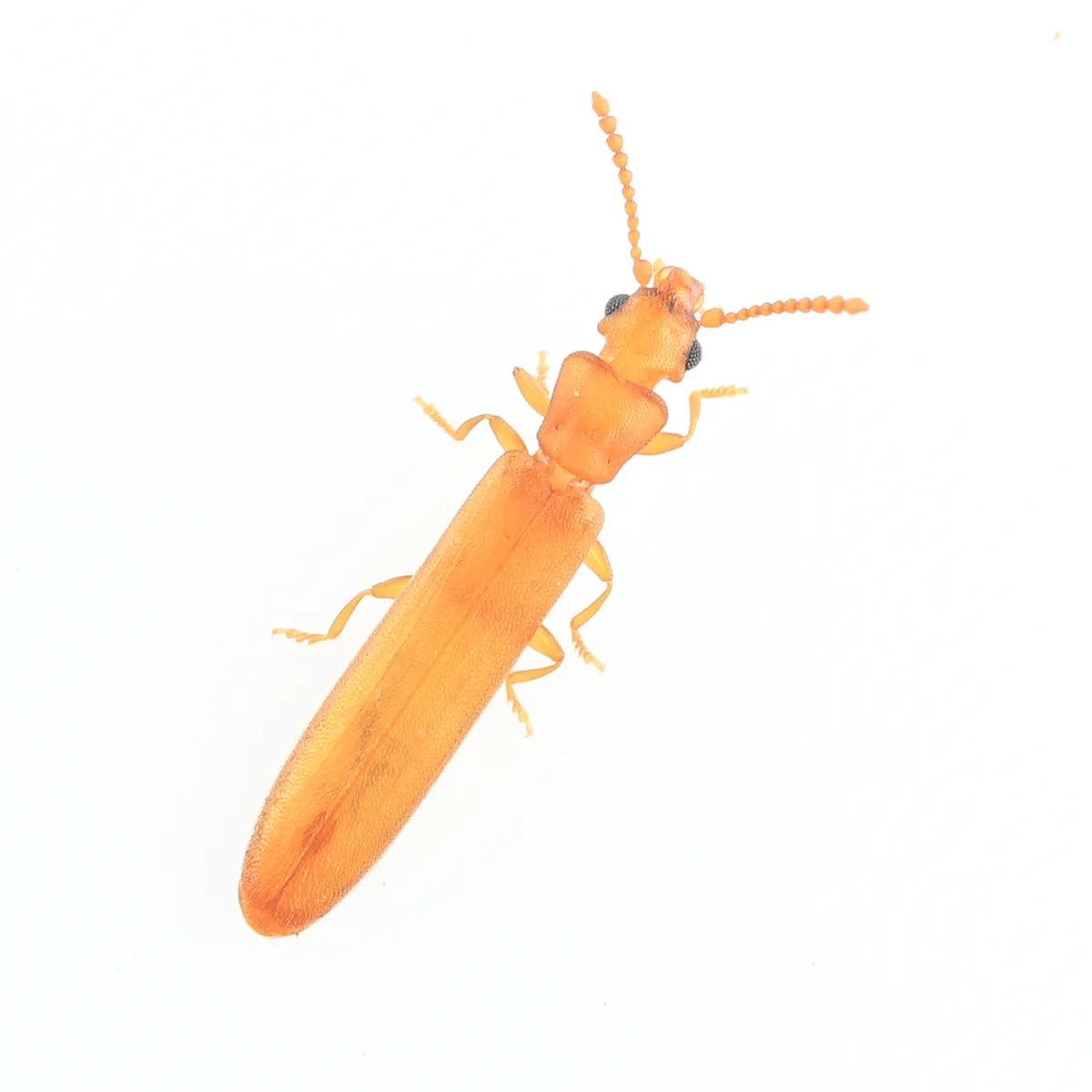 Hemipeplus microphthalmus