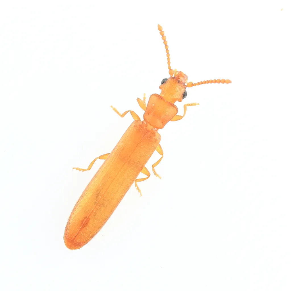Hemipeplus microphthalmus - photo 2