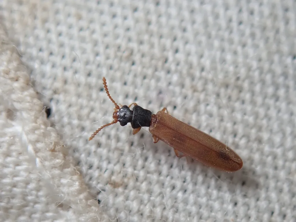 Hemipeplus miyamotoi - photo 2