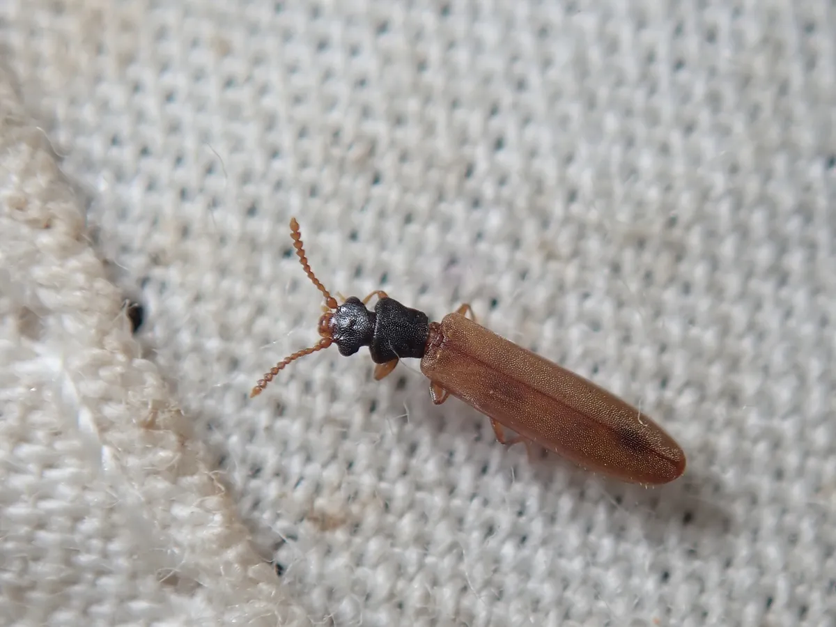 Hemipeplus miyamotoi - photo 3