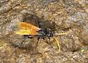 Toussaint's Tarantula-hawk Wasp