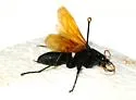 Toussaint's Tarantula-hawk Wasp - photo 2