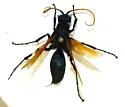 Toussaint's Tarantula-hawk Wasp - photo 3