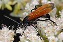 Flamed Tarantula-hawk Wasp - photo 2