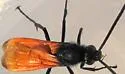 Flamed Tarantula-hawk Wasp - photo 3