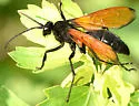 Flamed Tarantula-hawk Wasp - photo 4
