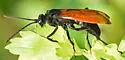Flamed Tarantula-hawk Wasp - photo 5