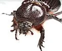 Hemiphileurus illatus - photo 2