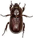 Hemiphileurus illatus - photo 3