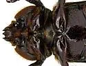 Hemiphileurus illatus - photo 4