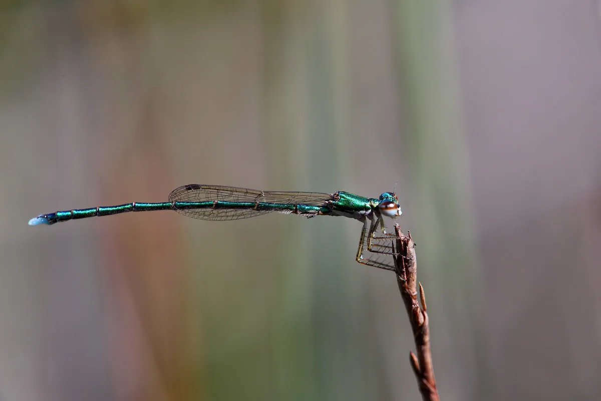 Hemiphlebiidae - photo 3