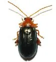 Hemiphrynus intermedius - Hemiphrynus intermedius