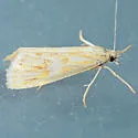 Hemiplatytes epia - Hodges#5507