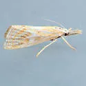 Hemiplatytes epia - Hodges#5507 - photo 3