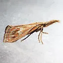 Hemiplatytes epia - Hodges#5507 - photo 4