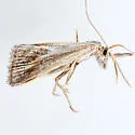 Hemiplatytes prosenes - Hodges#5508