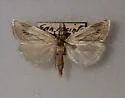 Hemiplatytes prosenes - Hodges#5508 - photo 2