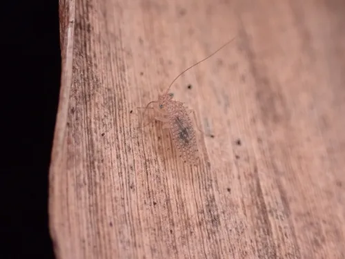 Hemipsocus africanus