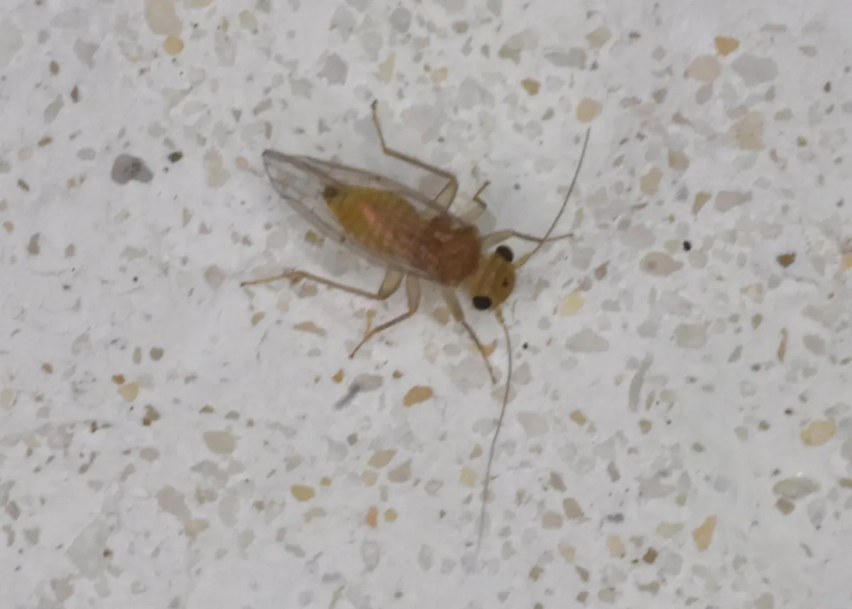 Hemipsocus chloroticus - photo 3