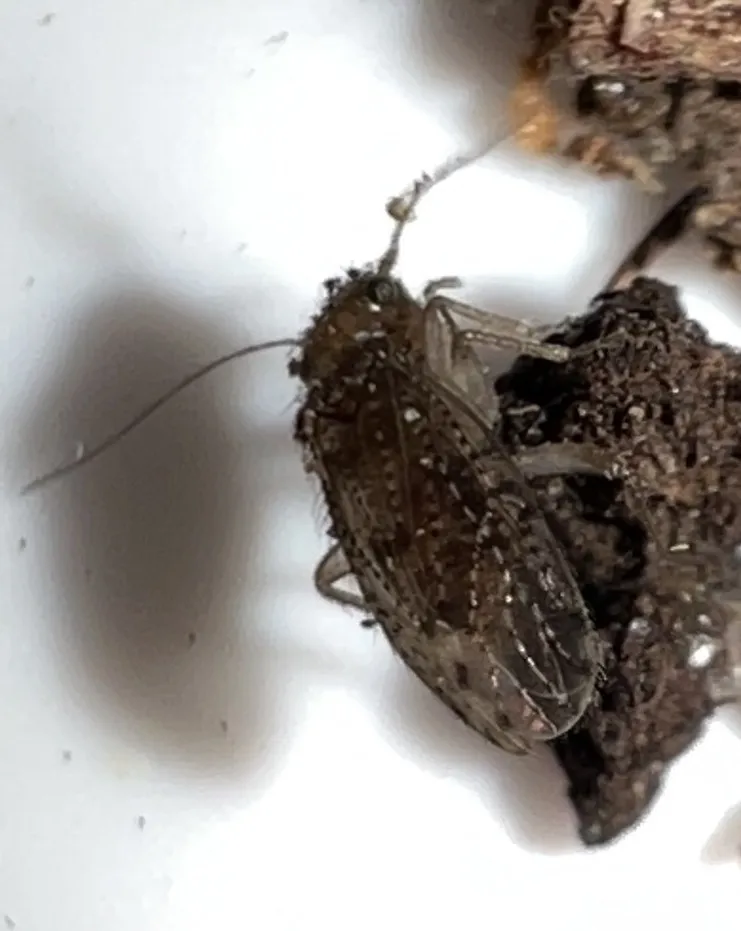 Hemipsocus pretiosus
