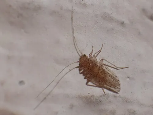 Hemipsocus rubellis