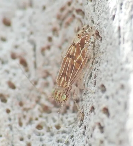 Hemipsocus selysi