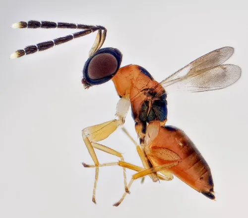 Hemiptarsenus fulvicollis