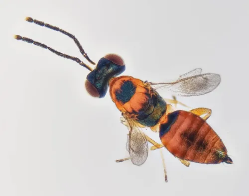 Hemiptarsenus fulvicollis - photo 2