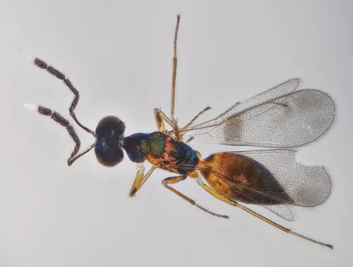 Hemiptarsenus ornatus - Hemiptarsenus ornatus