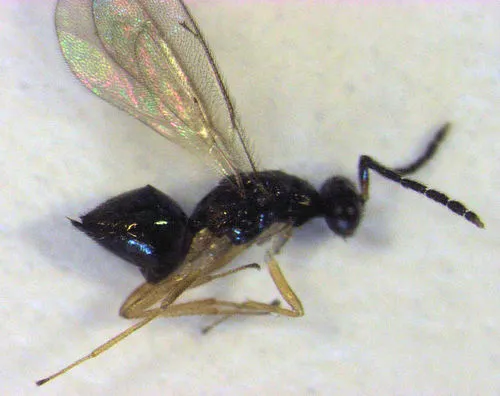 Hemiptarsenus varicornis