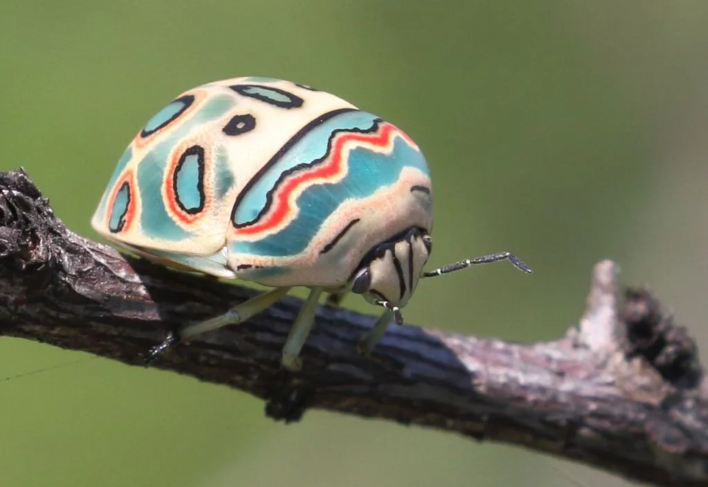 True Bugs, Cicadas, Hoppers, Aphids and Allies - photo 3