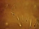 Hemisotoma aquae
