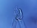 Hemisotoma aquae - photo 2