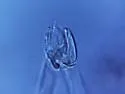 Hemisotoma aquae - photo 3