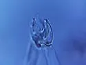Hemisotoma aquae - photo 4