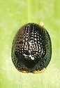 Palmetto Tortoise Beetle - photo 2