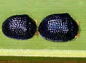 Palmetto Tortoise Beetle - photo 3