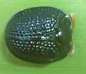 Palmetto Tortoise Beetle - photo 4