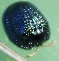 Palmetto Tortoise Beetle - photo 5