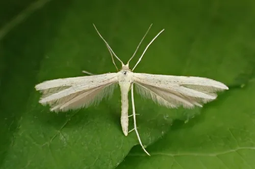 Hemp-agrimony Plume