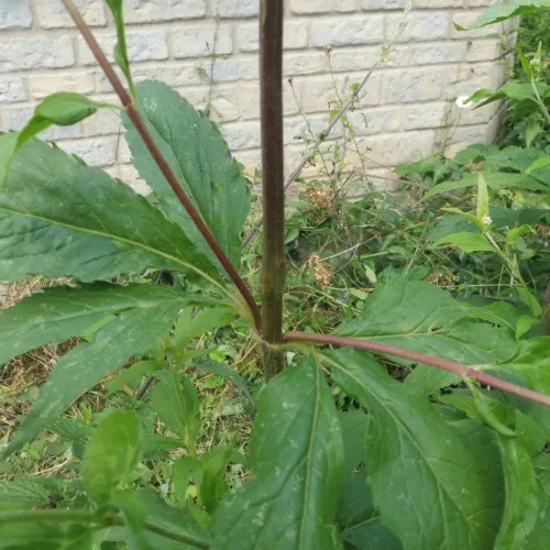 Hemp-agrimony Plume - photo 8