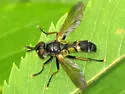 Hemyda aurata - photo 2