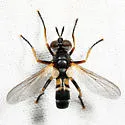 Hemyda aurata - photo 3